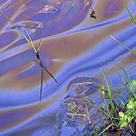 Water pollution by draining oil into brook